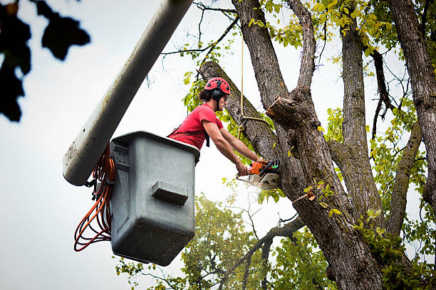 How Our Tree Care Process Works  in Lakesite, TN